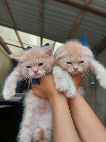 Pişiklər: Britan — 9