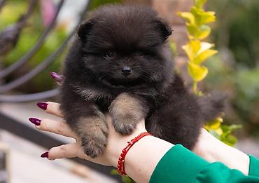 сколько стоит собачка шпиц: Шпиц, 2 месяца, Самец, С прививкой — 3