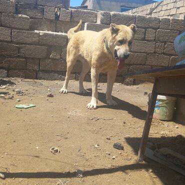masin səkilləri: Itin adı siba vaksiner vaxdi vaxdinda vurulub purablemi yoxdu qani