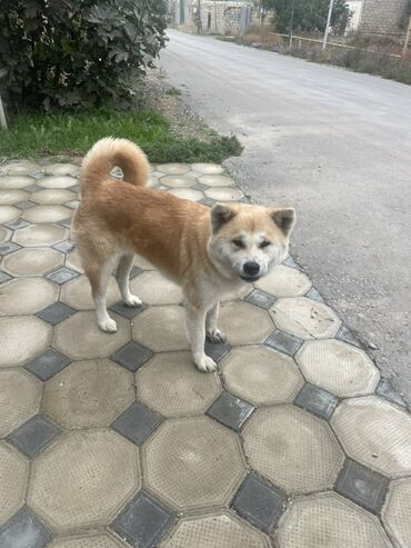 аксесуары для животных: 2 года, Самка, С прививками, Самовывоз