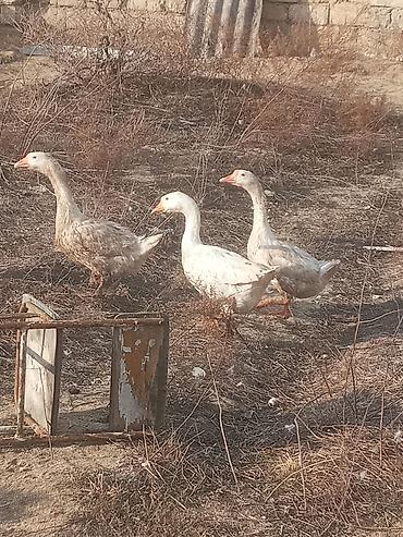 Qazlar: Dişi, Damazlıq, Ünvandan götürmə — 7