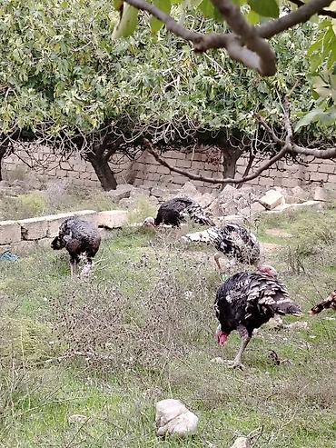 qus: Hinduşqa amerkan broz Kət şəraitində bəsləmiş Saqlam dadlı əti və — 7