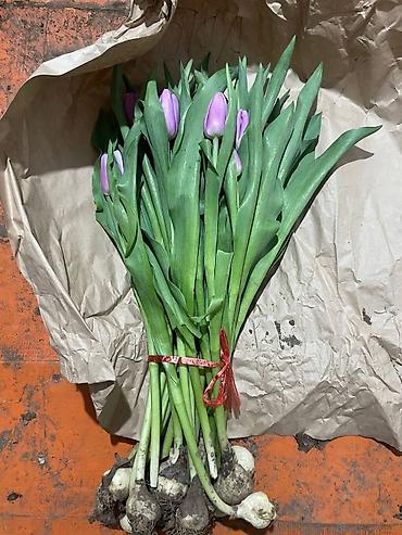Букеты из живых цветов: ТЮЛЬПАНЫ ОПТОМ от 100шт Голландские привозные тюльпаны с луковицей — 10