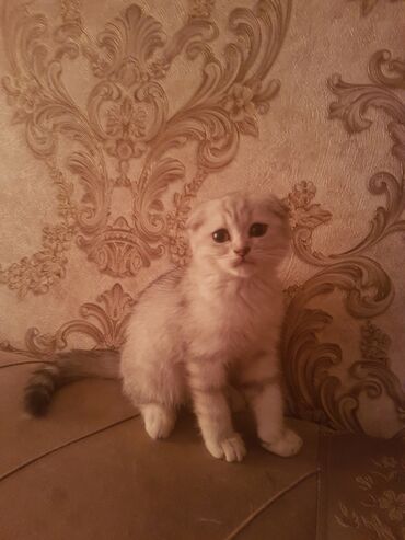 русская дымчатая кошка: Котенок шотландской вислоухой породы с плюшевой кремовой шерстью и