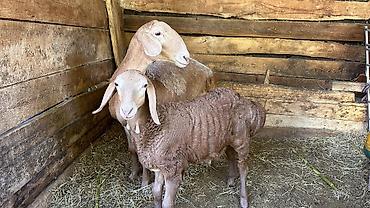 бишкек собака: Сатам | Ургаачы кой (ургаачы), Козу, Кочкор (эркек) — 3