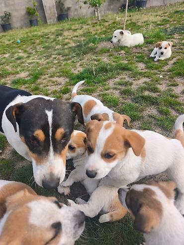 york terrier: Cek rassel teryer, 2 ay, Ünvandan götürmə — 2