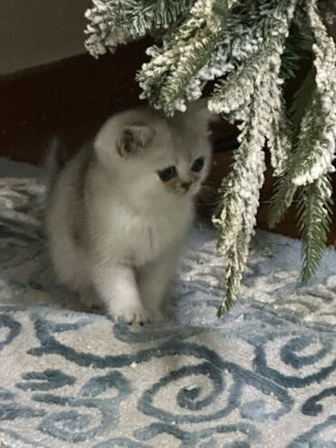 цыплята простые: Скотиш Страйт (Шотландская прямоухая), 1 месяц, Мальчик, Белый, Приучена к лотку