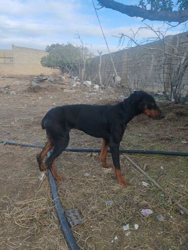 İtlər: Doberman, 1 il, Erkek