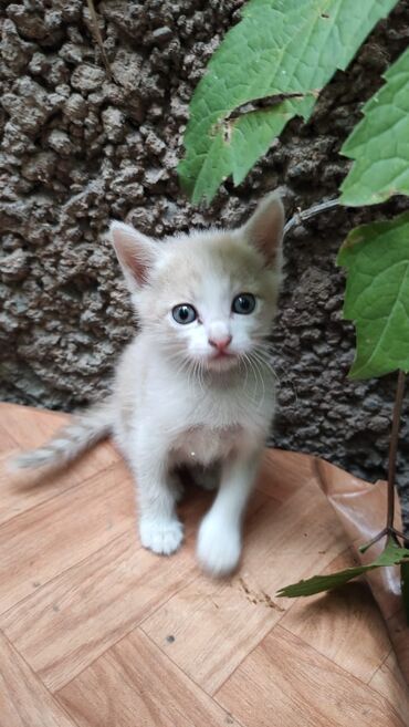 молоко для телят: Отдадим в добрые руки котят от красивой домашней кошки, потеряшка или