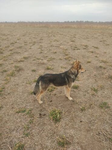 акустические системы sky колонка в виде собак: Собака среднего размера, активная и внимательная. Окрас зонарный