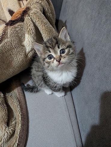 молоко для котят: 1 месяц, Девочка — 5