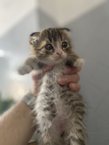 одежда для кошек сфинксов: Котёнок с подвёрнутыми ушками (порода визуально напоминает