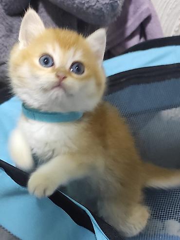 Pişiklər: Britan — 2