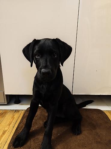 iri buynuzlu: Labrador-retriver, 6 ay, Dişi, Sənədli, Ünvandan götürmə — 6