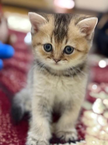 Pişiklər: Qızıl şinşilla, Erkək — 5