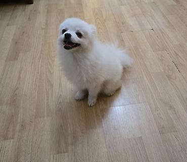 pomeranian mini: Şpitz, 7 ay, Erkək, Ünvandan götürmə — 2