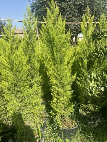 pərdə ikinci əl: Sərv ağacı, konus formalı və ya sütunvari formada böyüyən, hündür və
