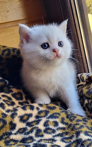 Pişiklər: Şinşilla — 3