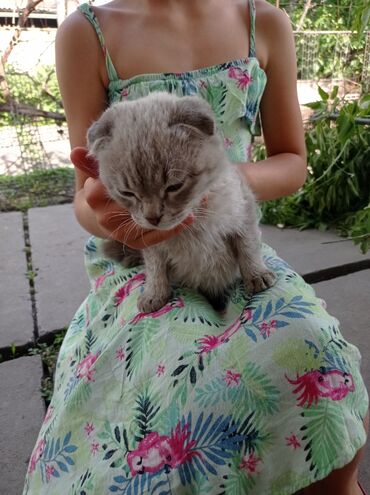 сиамский котенок: Приблудился котенок отдадим в хорошие руки