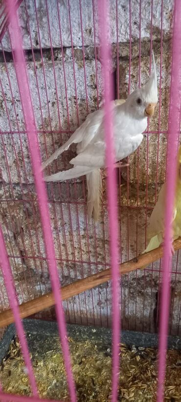 Tutuquşları: Son 2 eded qalib biri boyukdur biri balaca telesin 65 azn — 13