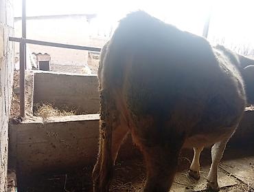 Коровы, быки: Продаю | Корова (самка) | Полукровка | Для молока | Привязанные — 9