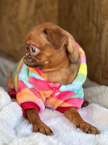 Psi: Na prodaju 4 ženke: Belgijski Grifon. Petit Brabancon. Exotic boja na lalafo.rs — 11 Psi: Na prodaju 4 ženke: Belgijski Grifon. Petit Brabancon. Exotic boja — 11