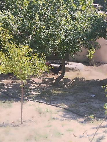 Toyuqlar: Toyuq, Australorp, Damazlıq, Ünvandan götürmə — 3