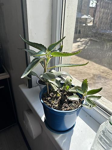 фикус цветок: Каланхоэ лечебное растение Дегремона (Kalanchoe daigremontiana) — 2