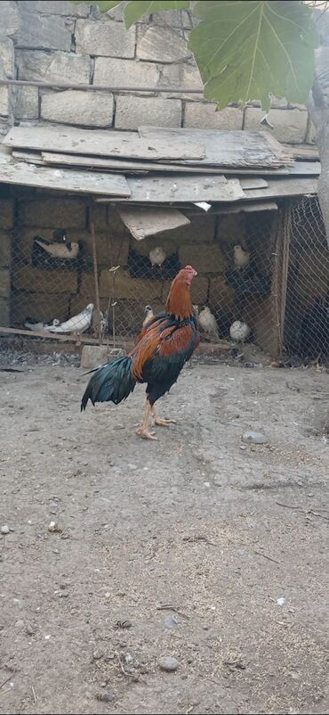 купить собаку в: Məhsul: Uzunboyun döyüş xoruzu (Aseel tipli) Təsvir: - Rəng: parlaq