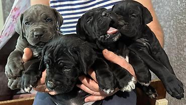 Продажа собак: Кане-корсо, 3 месяца, Самец, С прививкой at lalafo.kg — 3 Продажа собак: Кане-корсо, 3 месяца, Самец, С прививкой — 3