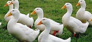 mandarin ördəklər: Kuban ördekleri Yumurtlayirlar,kesim üçün de 👍🏻👍🏻 Ağ ördəklər – ət və — 1