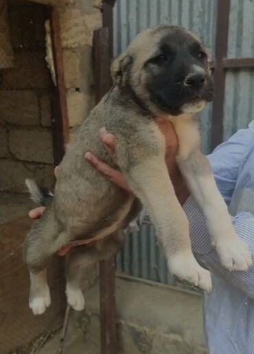 Pişiklər: Kanqal, 1 ay, Dişi