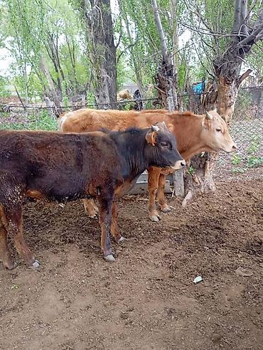 Коровы, быки: Продаю | Бык (самец) | На откорм — 15