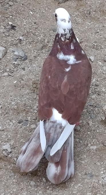 göyərçin növü: 18 tük ağbaş ağ qanad maya satılır. 2 gündü tutulub. Sağlam heyvandı — 2