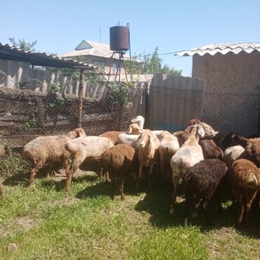 сх животные: Продаю | Овца (самка) | Арашан | Для разведения | Матка