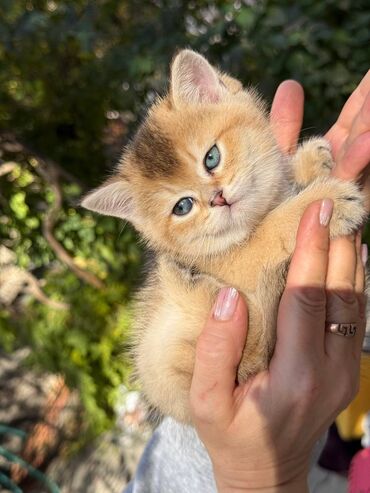 британец золотая шиншилла цена: На БРОНЬ!!!! Британские котята, окрасы золотой шиншилла и
