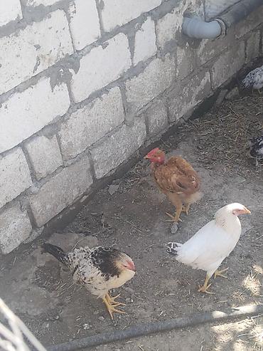 naxcivan heyvan elanlari: Sifariş üçün yerli fermada bəslənən toyuqlar Məhsul təsviri: - Ev — 5