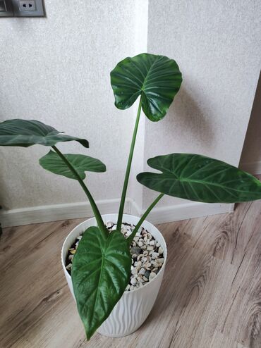 fil qulagi gulu: Alocasia (fil qulağı) bitkisi dibçəyi ilə birgə satılır. sağlamdır