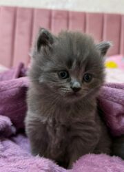 отдам в хорошие руки породистых котят: Başlıq: Sağlam və oynaq uzun tüklü balalar 45 günlükdür. latok