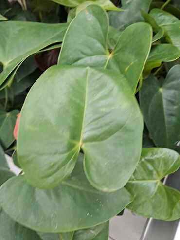 Vaze i saksije: Crassula Ovata, Drvo Novca, velika biljka sa prve, druge i trece je — 6