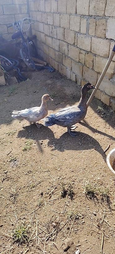at nali nerede satilir: Cütü 50 manat erkey dişi — 2