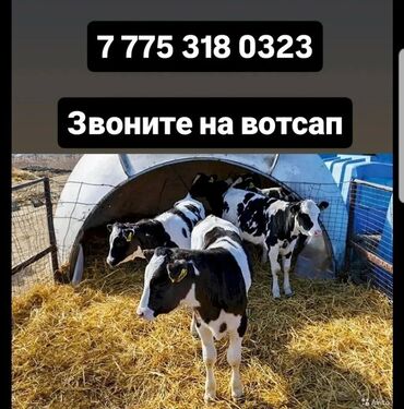 купить корм для перепелов несушек: Бички телята Продаю | Музоо, торпок, Корова Алатауская | На забой
