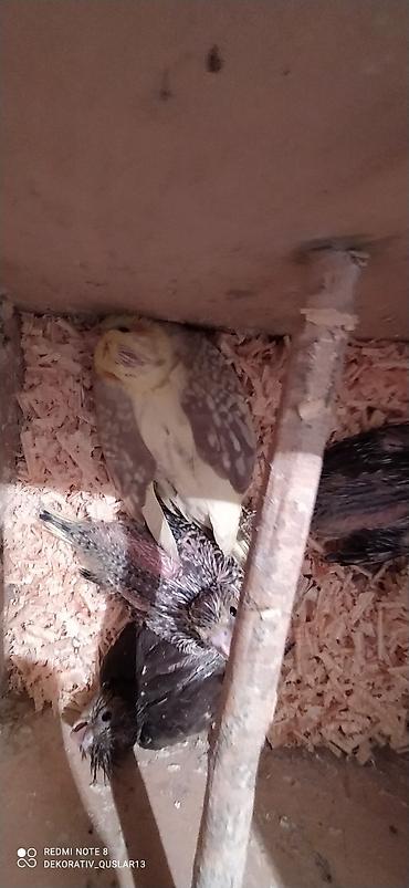 Tutuquşları: Salam. valnisti ve cex cexden donme cex vistivkanin qarisigi adi ile — 18