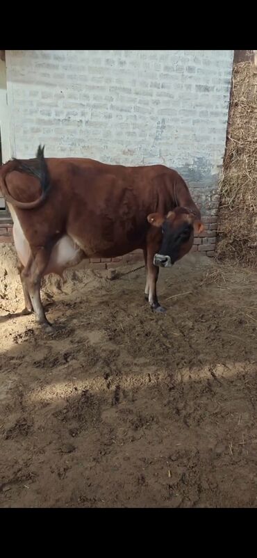 Inəklər, öküzlər: Inek 3 balasi dogub disi balaldir 4 ayliq disi duyesi var her saganda — 3