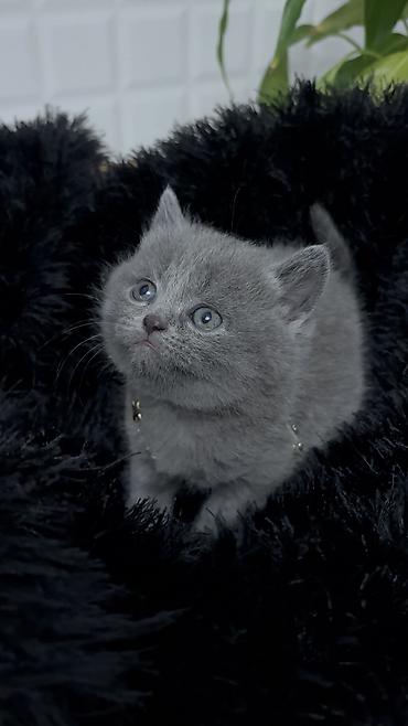 Pişiklər: Britan — 1