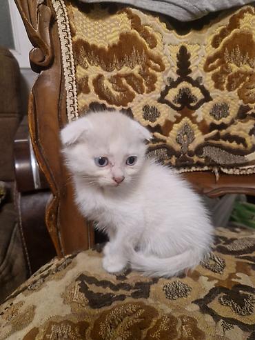 pisi: Şotland — 7