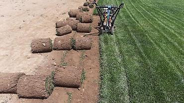 Toxumlar: Qazon yüksək keyfiyyət münasib qiymətə enni yarpaq danimarka toxumu — 13