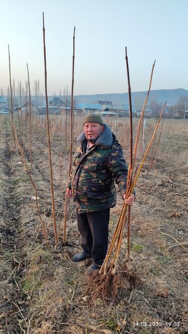 Декоративные деревья: Саженцы деревьев: Павловнии, Платная доставка at lalafo.kg — 8 Декоративные деревья: Саженцы деревьев: Павловнии, Платная доставка — 8