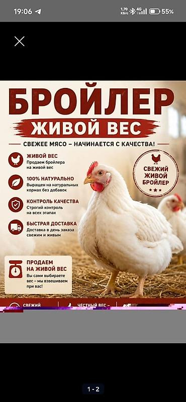 бройдер: Свежий домашний бройлер. - Продажа на живой вес: 500 сом/кг. Вы сами — 2