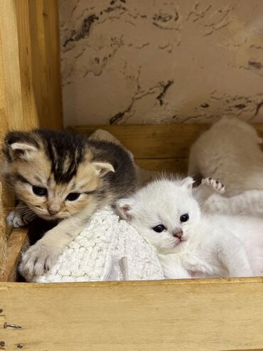 британская шиншилла баку: Шиншилла, Самец, Самка, В добрые руки, Самовывоз at lalafo.az британская шиншилла баку: Шиншилла, Самец, Самка, В добрые руки, Самовывоз